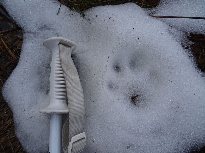 orme su neve....lupi ,volpe, cani ?